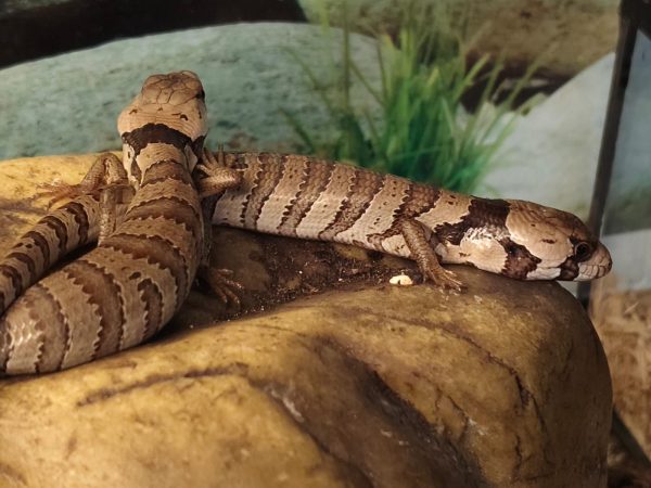 Tiliqua gerrardii   (Cyclodomorphus gerrardii) - Imagen 2