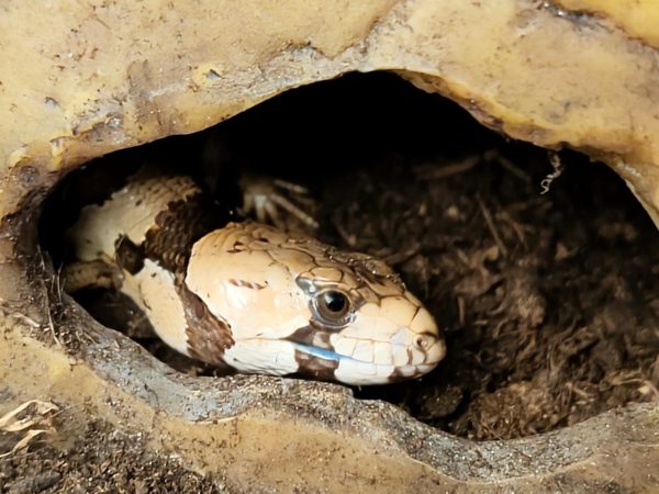 Tiliqua gerrardii   (Cyclodomorphus gerrardii) - Imagen 3