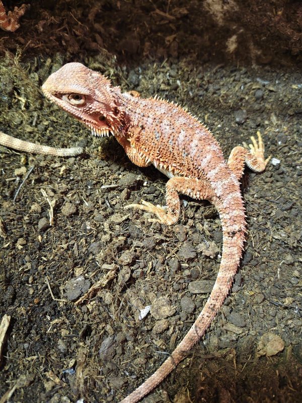 POGONA VITTICEPS MEDIANAS ROJAS - Imagen 2
