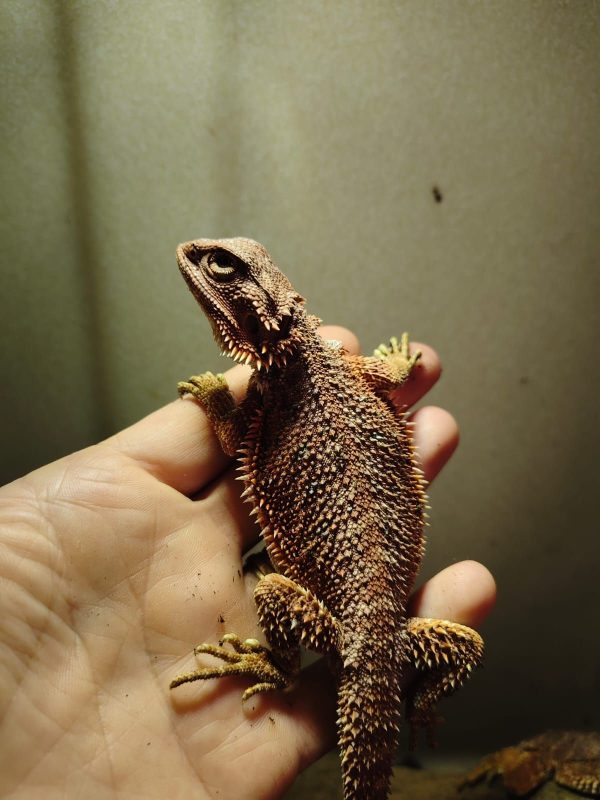 POGONA VITTICEPS MEDIANAS ROJAS - Imagen 3