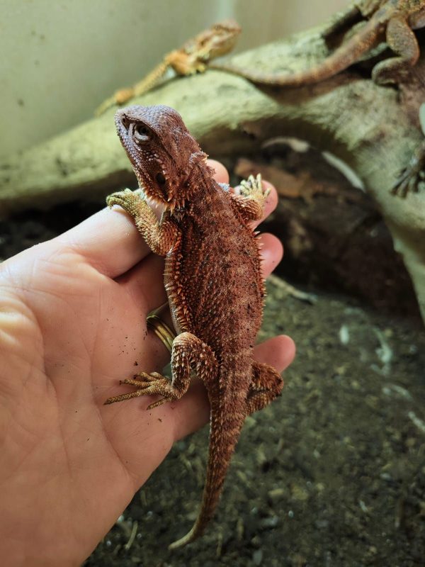 POGONA VITTICEPS MEDIANAS ROJAS - Imagen 4