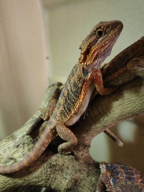 POGONA VITTICEPS MEDIANAS ROJAS - Imagen 5