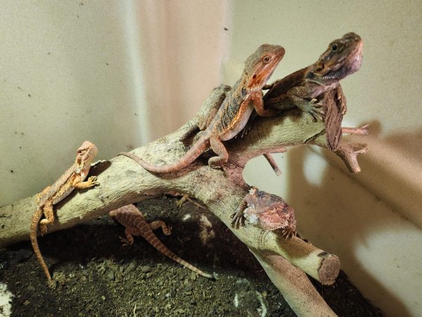 POGONA VITTICEPS MEDIANAS ROJAS - Imagen 6