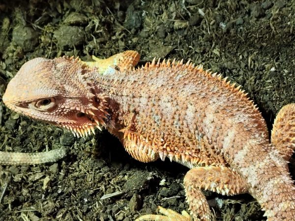 POGONA VITTICEPS MEDIANAS ROJAS - Imagen 7