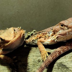 POGONA VITTICEPS MEDIANAS ROJAS