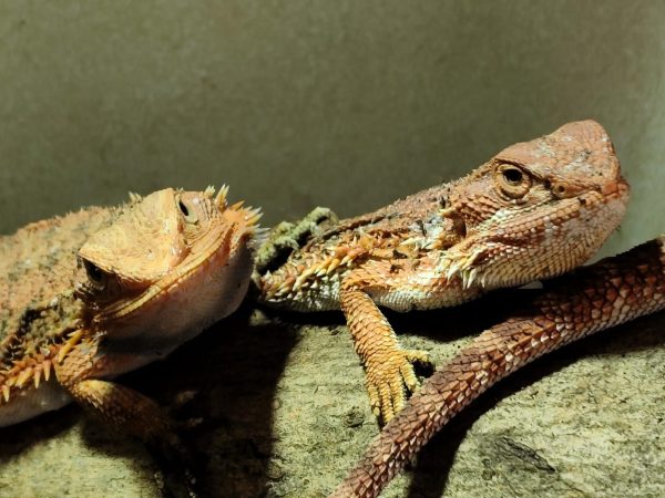 POGONA VITTICEPS MEDIANAS ROJAS