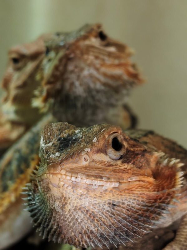 POGONA VITTICEPS MEDIANAS ROJAS - Imagen 8