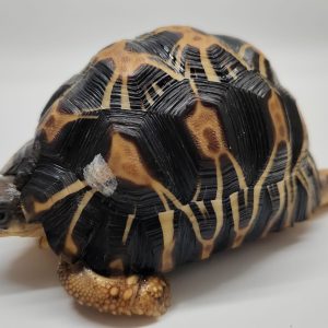 Astrochelys Radiata
