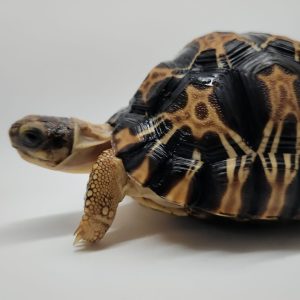Astrochelys Radiata