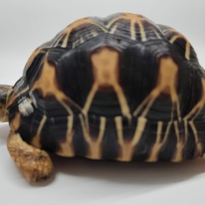 Astrochelys Radiata