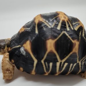 Astrochelys Radiata