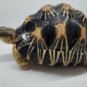 Astrochelys Radiata