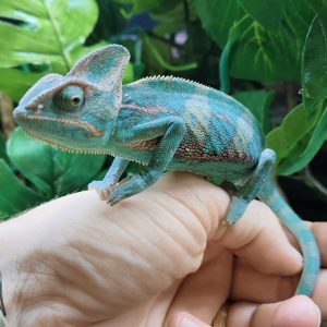 Chamaeleo Calyptratus - Camaleón del Yemen