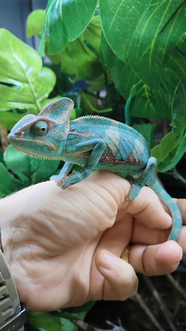 Chamaeleo Calyptratus - Camaleón del Yemen