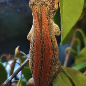 Rhacodactylus auriculatus Hembra