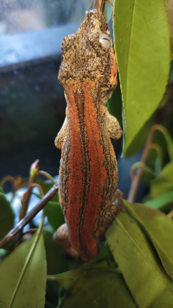 Rhacodactylus auriculatus Hembra