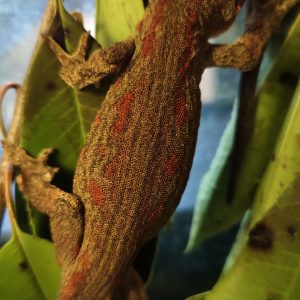 Rhacodactylus auriculatus Macho 1.0