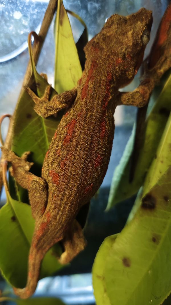 Rhacodactylus auriculatus Macho 1.0
