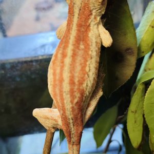 Rhacodactylus auriculatus Hembra R