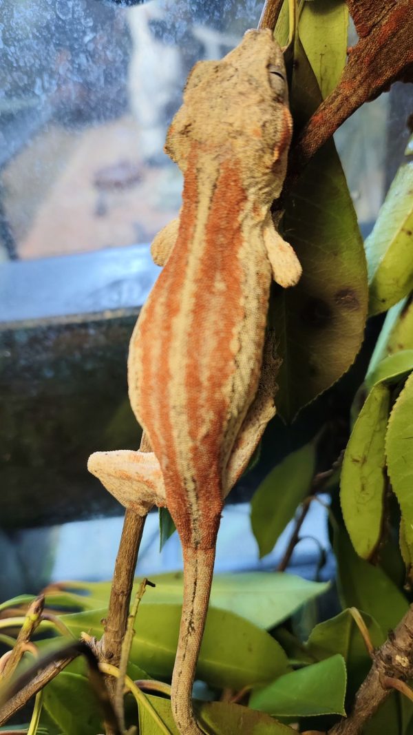 Rhacodactylus auriculatus Hembra R