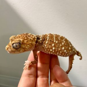Nephrurus amyae PAREJA 1.1