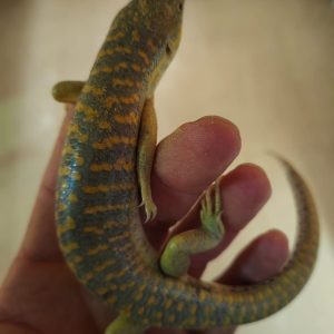 Eumeces schneideri