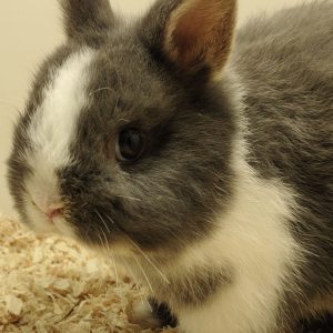 Conejo Toy Azul y Blanco Hembra