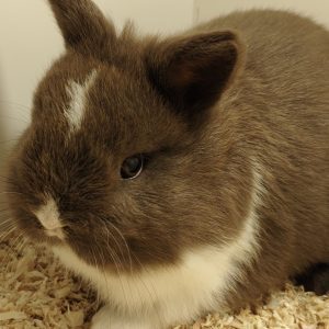 Conejo Toy Chocolate Macho