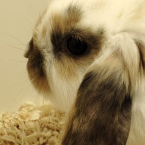 Conejo Belier Mini Loop Tricolor Hembra