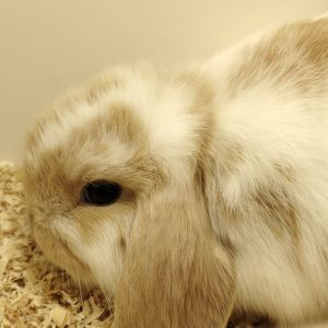 Conejo Belier Mini Loop Blanco y Marrón Hembra