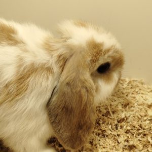 Conejo Belier Mini Loop Blanco y Dorado Macho