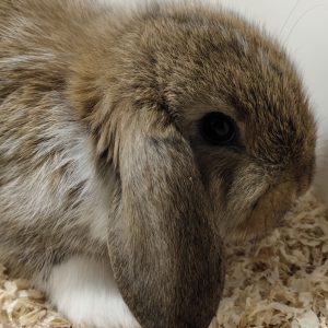 Conejo Belier Mini Loop Marrón Oscuro Pies Blancos Macho