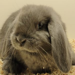 Conejo Belier Mini Loop Azul Hembra