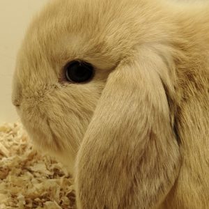 Conejo Belier Mini Loop Marrón y Gris Macho