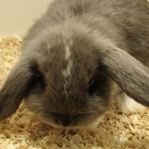 Conejo Belier Mini Loop Azul Pies Blancos Hembra