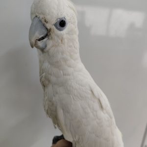 Cacatua ducorpsii- Cacatúa de Ducorps