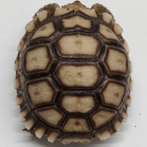 CENTROCHELYS SULCATA
