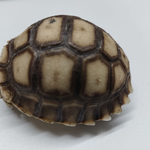CENTROCHELYS SULCATA