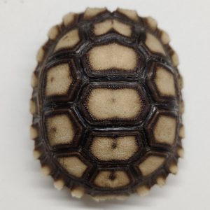 CENTROCHELYS SULCATA