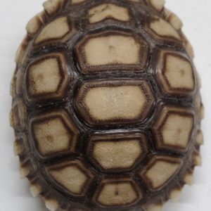 CENTROCHELYS SULCATA