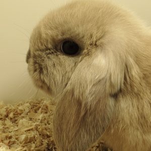 Conejo Belier Mini Loop Marrón Macho