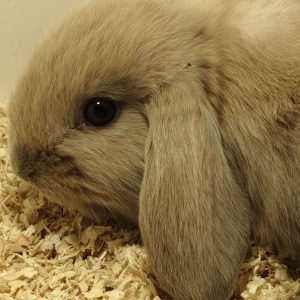 Conejo Belier Mini Loop Marrón Macho