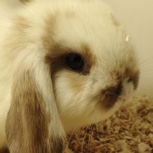 Conejo Belier Mini Loop Marrón y Blanco Hembra