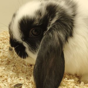 Conejo Belier Mini Loop Blanco y Negro Hembra