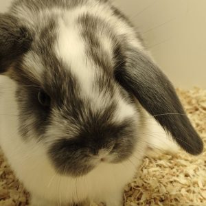 Conejo Belier Mini Loop Blanco y Azul Hembra