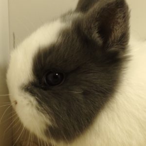 Conejo Toy Azul y Blanco Macho