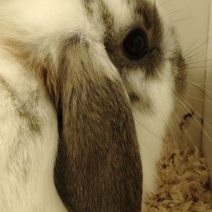 Conejo Belier Mini Loop Blanco y Marrón Macho