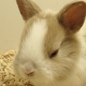 Conejo Belier Toy Marrón y Blanco Hembra