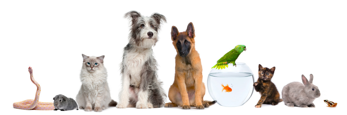 Mascotas_Main1200x400-sin texto