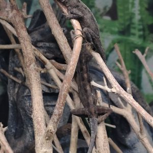 Anolis sagrei Anolis Marrón